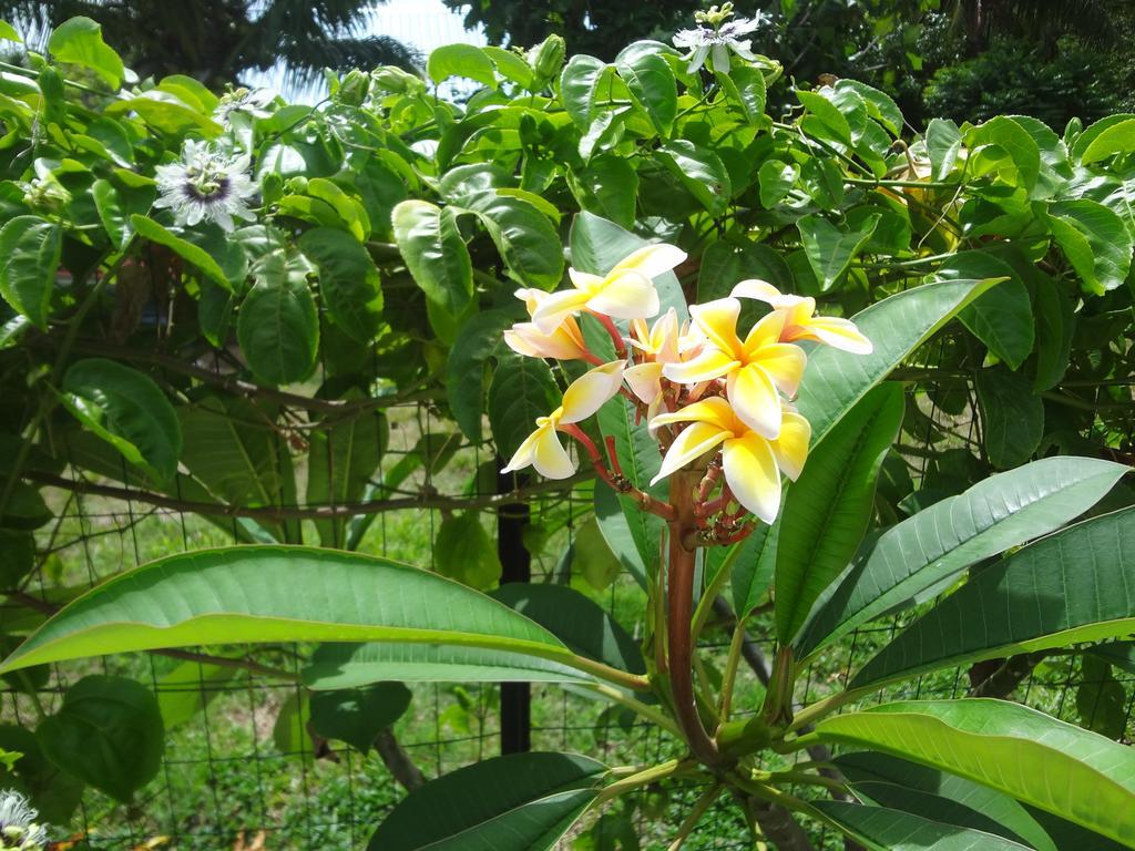 Fare O'Eden Villa โบราโบรา ภายนอก รูปภาพ